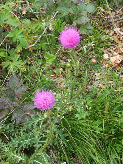 Malga  Campo - cfr. Carduus defloratus  subsp. tridentinus